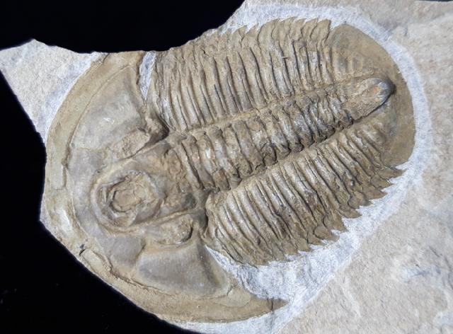 Proasaphiscus rigidus (JEGOROVA & SAVITZKY 1968) - Bild © FossNet FossilienStore